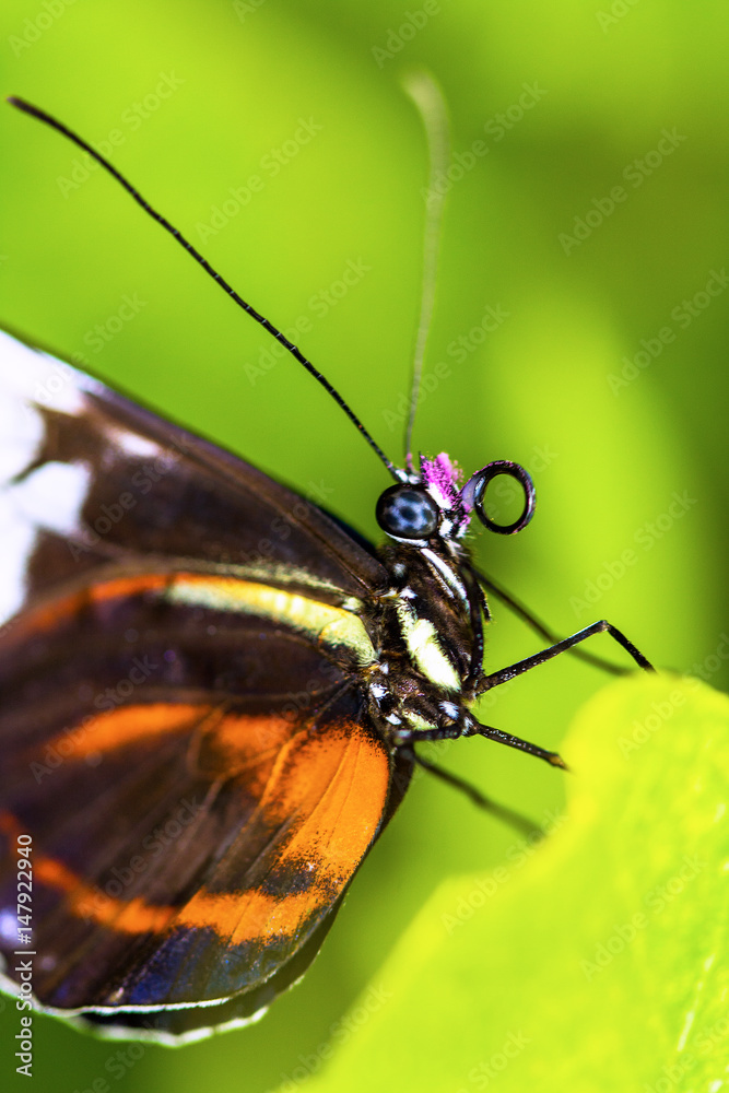 Obraz premium Papillon Heliconius hecale sur une feuille
