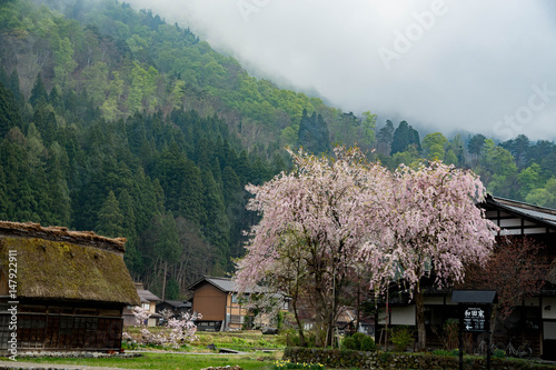 白川郷の桜