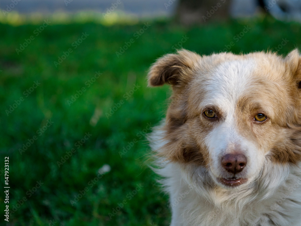 Dog face looking straight with copy space Dog face looking straight with copy space