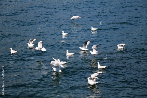 Seagulls on Lake Como, Lombardy Italy