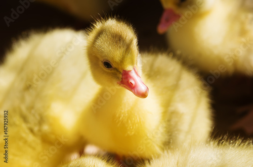 Goslings. Subsistence farming / Photographed in Russia, in the yard of the rural house