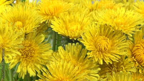 Many dandelion flowers bloom simultaneously. Time lapse. Full HD 1080 video footage. Timelapse. 
