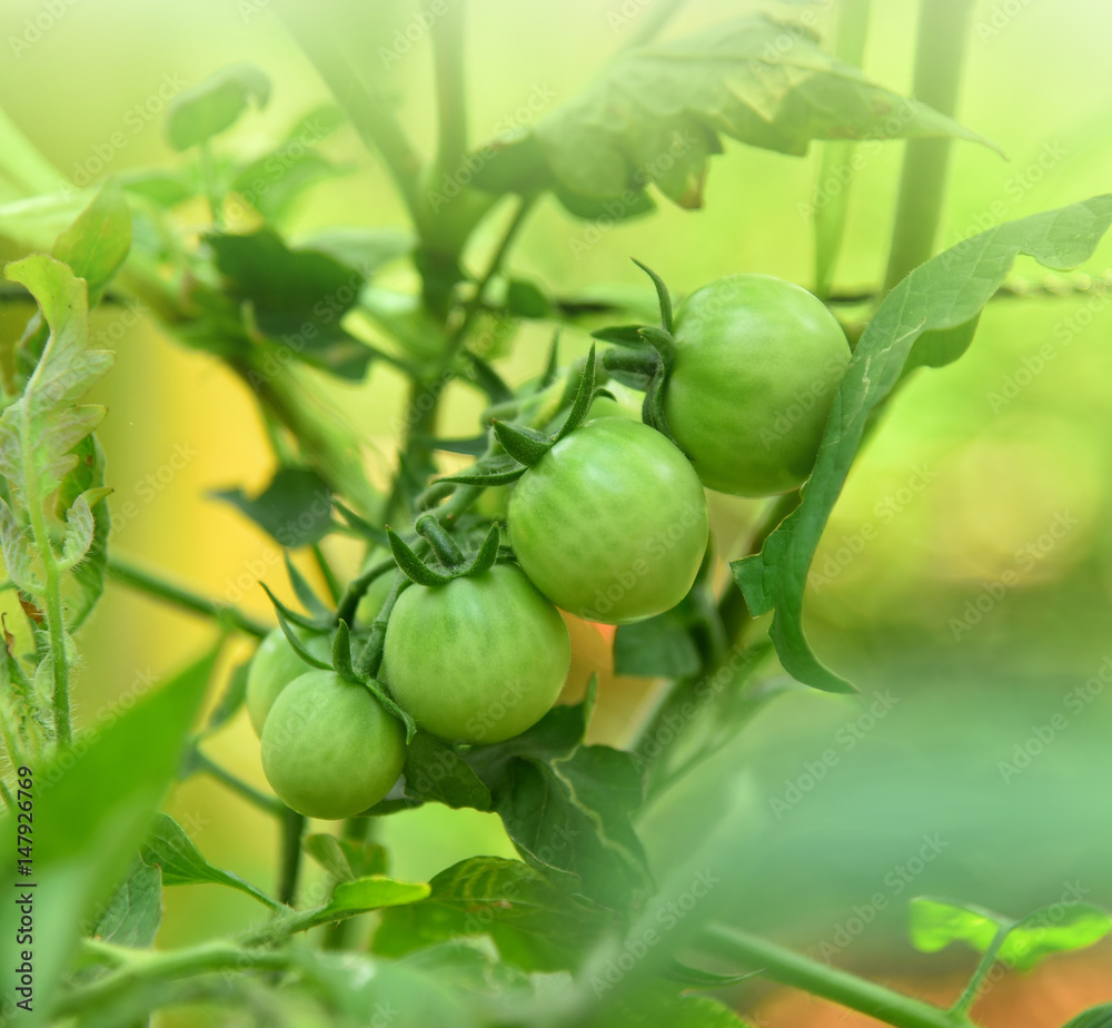 Fototapeta premium Tomato green plant natural background