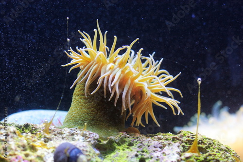 Billede på lærred Sea anemone
