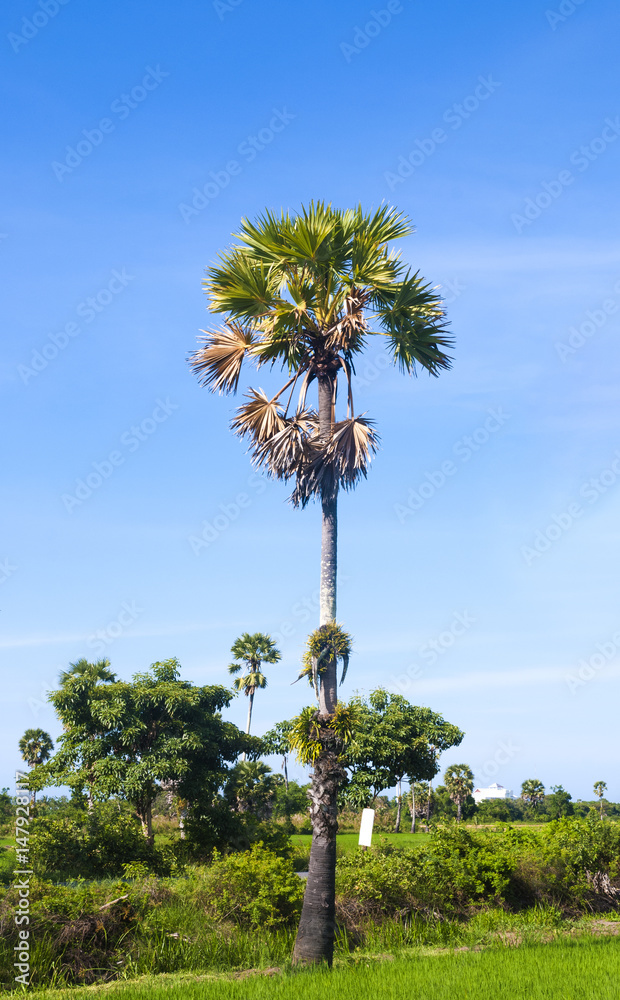 Betel palm tree on nature background