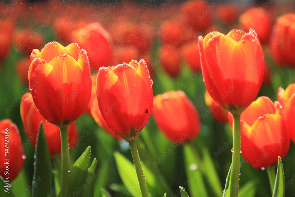 Fototapeta premium tulips