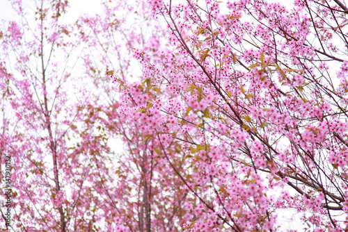 cherry pink blossom isolated