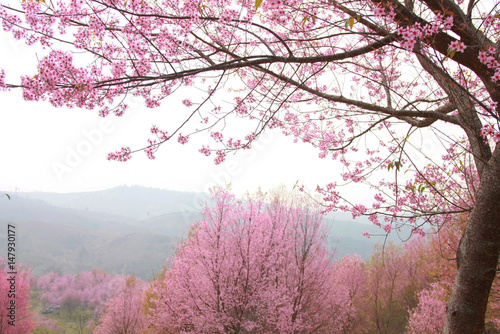 cherry pink blossomon on mountain photo