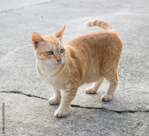 red cat, walking towards camera. Animal portrait.