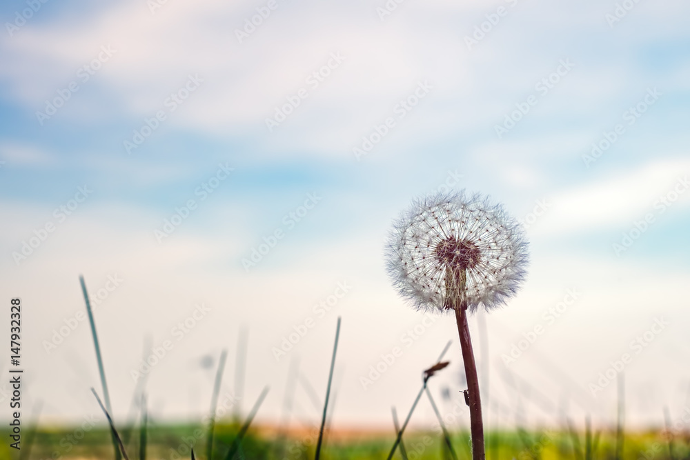 Summer love A dandelion flower puff with cloudy sky background