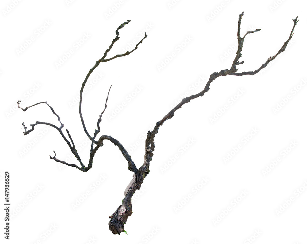 close up of dry branch