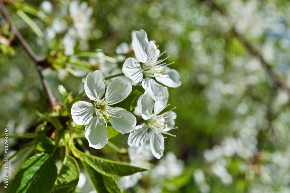 White flowers of cherry tree White flowers of cherry tree
