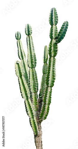 close up of cactus isolated on white background