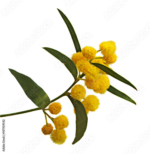 Fotografie Close up of Acacia saligna