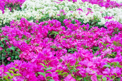 Wallpaper Mural flower background Torontodigital.ca