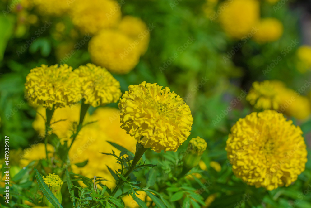 flower background flower background