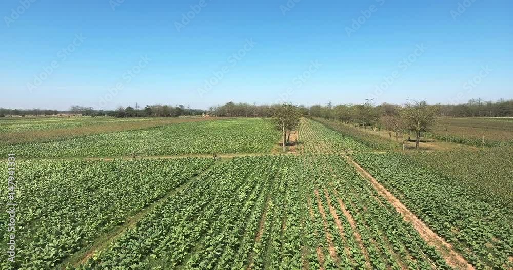 drone view: slider shot of an earth path through tobacco fields drone view: slider shot of an earth path through tobacco fields