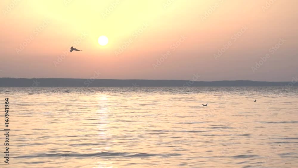 Seagulls fly over lake at dusk and dive into water in slow motion Seagulls fly over lake at dusk and dive into water in slow motion