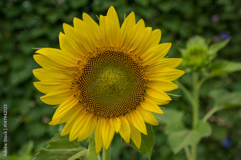 Yellow flower  Helianthus