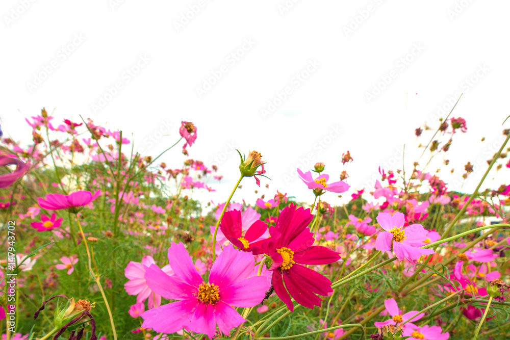 Pink yellow flower for texture background. Pink yellow flower for texture background.