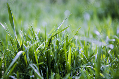 green grass and water drops after rain.