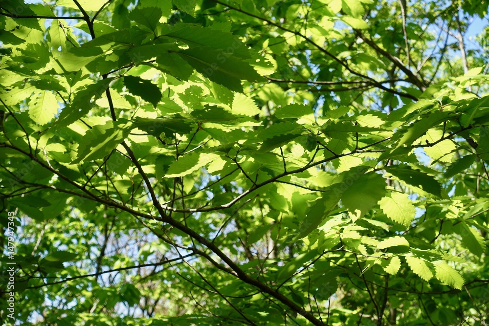多摩の新緑 多摩の新緑