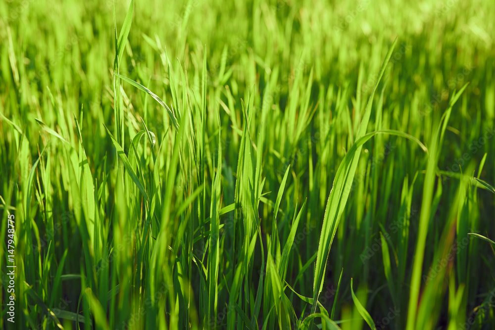 green grass, field, summer