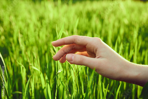 pure green grass on a meadow, hand © SHOTPRIME STUDIO