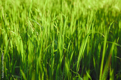 green grass, field, summer