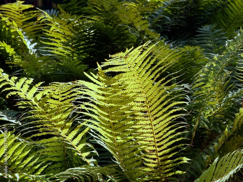 Fotomurale fernery plant in forest