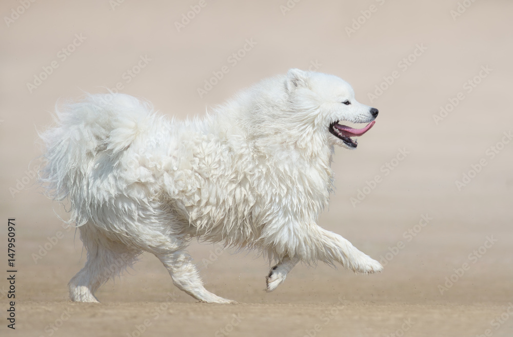 White fluffy dog of breed Samoyed dog running on beach. Monochrome sand color background.