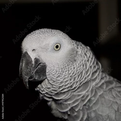 Fototapeta na wymiar African grey parrot