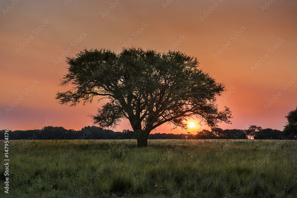 Pampas landscape, Argentina