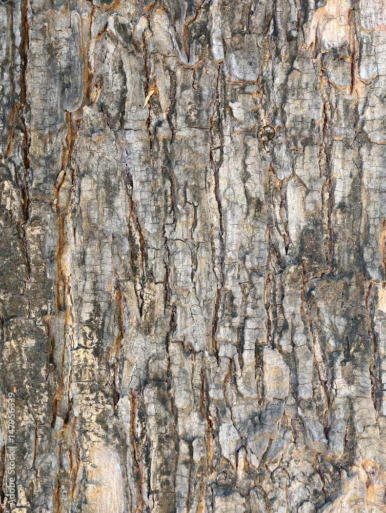 Texture of bark in the natural park. Texture of bark in the natural park.