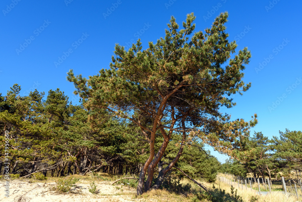 Pine trees in sunny day, a view from coastal promenade in Hel. Poland. Pine trees in sunny day, a view from coastal promenade in Hel. Poland.