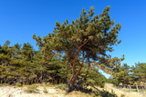 Pine trees in sunny day, a view from coastal promenade in Hel. Poland.