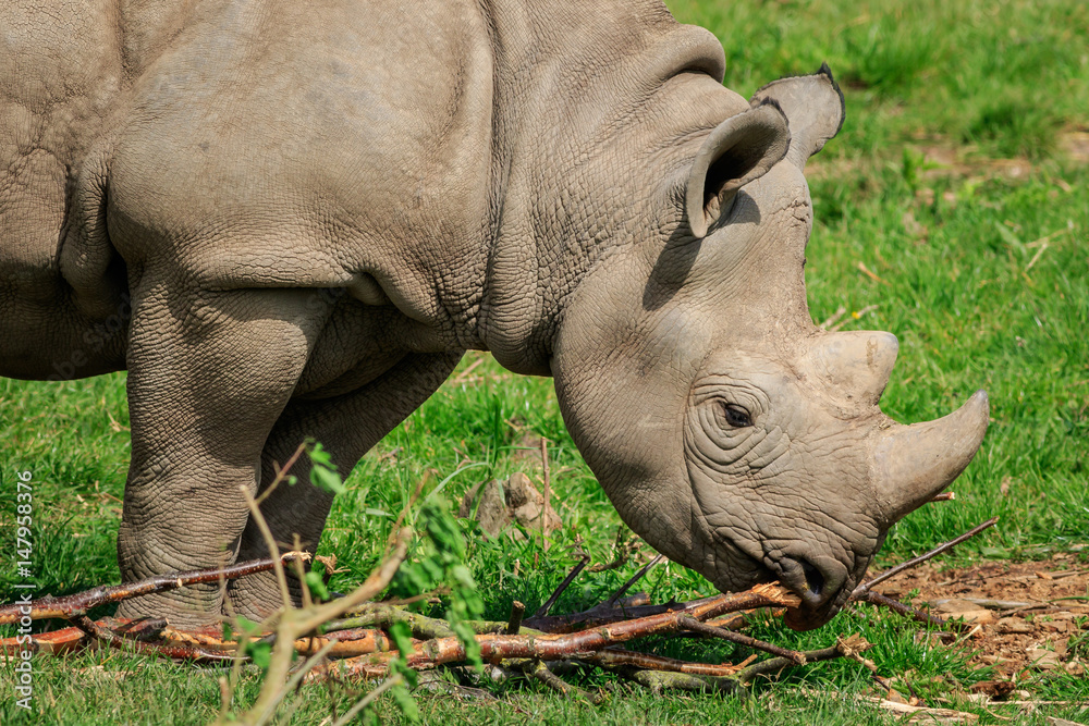 Obraz premium Black rhinoceros