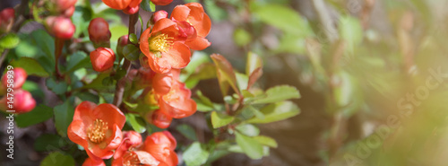 Beautiful flowering Japanese cherry Sakura. Background with flowers closeup on a spring day. Banner for website