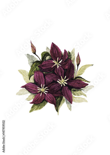 Fototapeta Naklejka Na Ścianę i Meble -  flowers of clematis