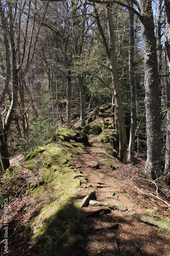 hêtraie d'Auvergne