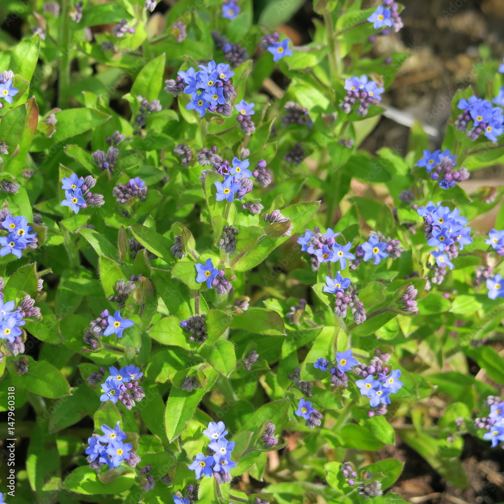 Forget me, myosotis, starts to bloom in the may a small blue spring plant Forget me, myosotis, starts to bloom in the may a small blue spring plant