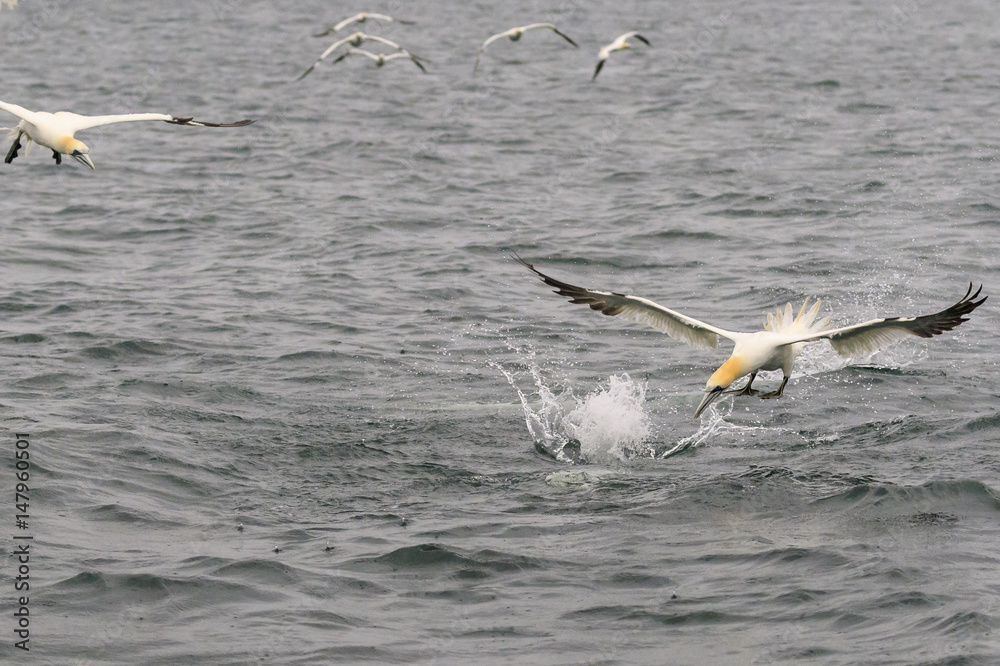 Fototapeta premium Gannet