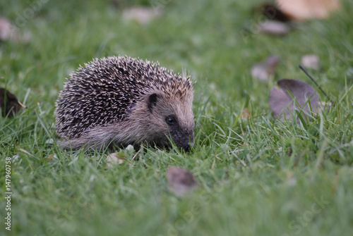 Erinaceus europaeus / Hérisson européen photo