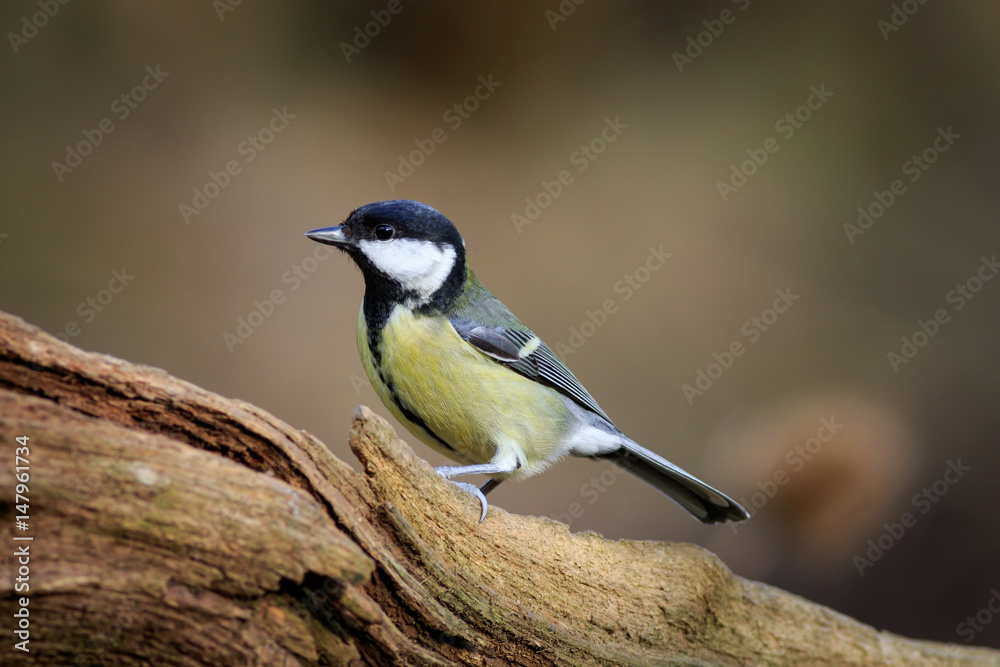 Great Tit (Parus major) Great Tit (Parus major)