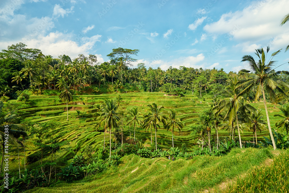 Beautiful landscape with rice terraces and coconut palms near Tegallalang village, Ubud, Bali, Indonesia. Beautiful landscape with rice terraces and coconut palms near Tegallalang village, Ubud, Bali, Indonesia.