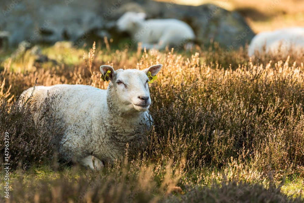 Naklejka premium Sheep resting among heather and enjoying the spring morning. Other sheep blurred in the background.
