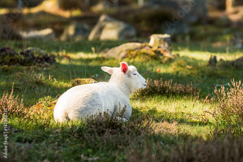 Young spring lamb resting on a sunny spot among heather.