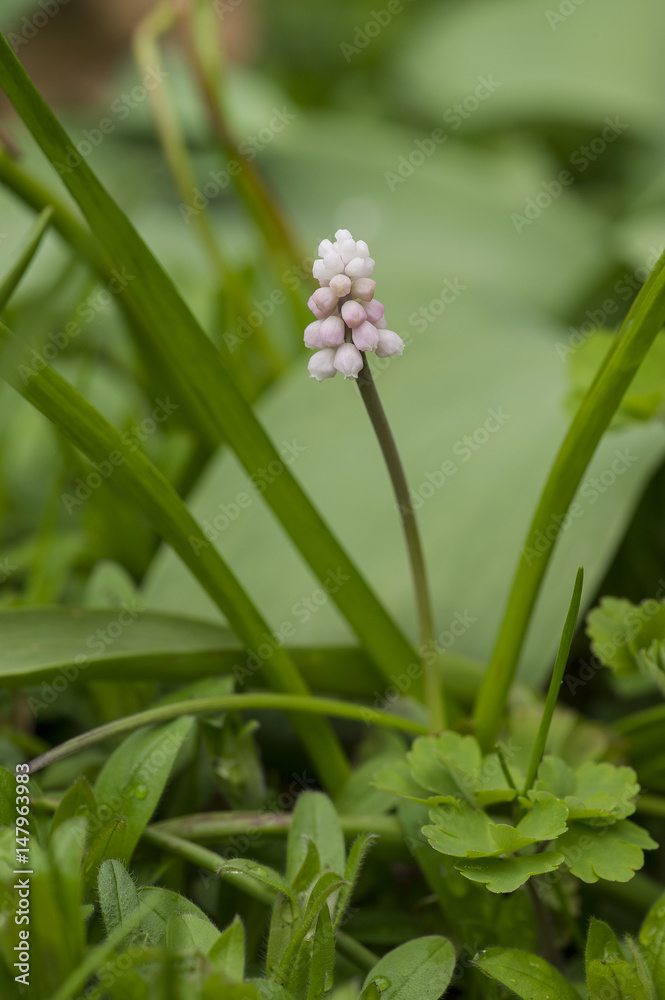 Grape Hyacinths Grape Hyacinths