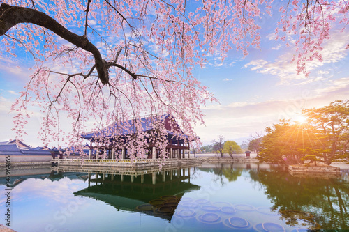 Canvas Print gyeongbokgung palace with cherry blossom tree in spring time in seoul city of korea, south korea
