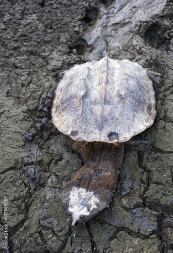 Chelus fimbriatus / Tortue mata mata / Matamata photo